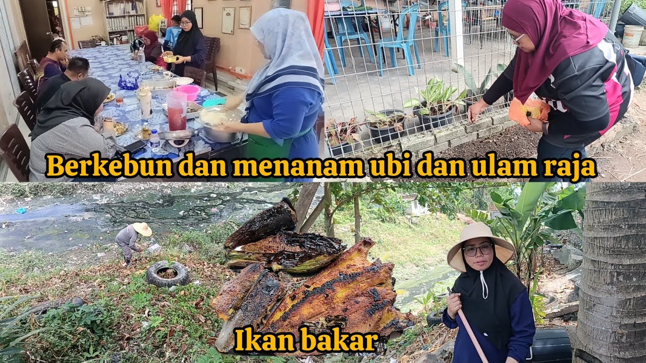 AKTIVITI HARI INI, BERKEBUN DAN BAKAR IKAN || MAKAN BERSAMA DI PKD PAYA JARAS 