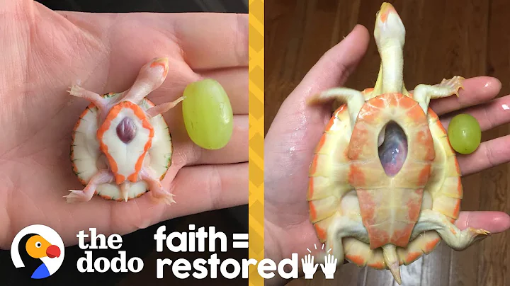 Exposed Heart Turtle Flaps Her Arms Whenever Her Dad Comes Near Her Tank | The Dodo Faith = Restored - DayDayNews