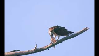 Play video: 🦅 Osprey Eating Time | Feeding in Its Favorite Tree | 4K Wildlife 2025