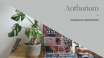Anthurium — Variegata [epic, uplifting ambient Eurorack synthesizer jam with SWN, Magneto & friends]