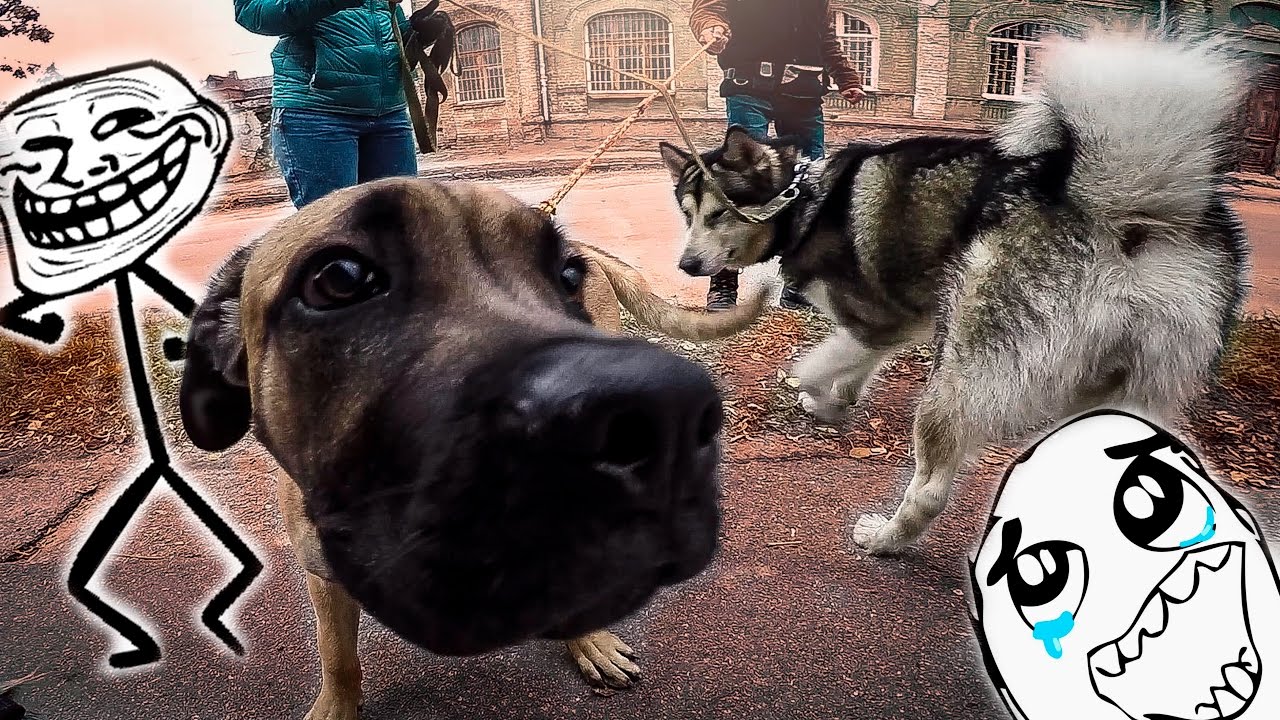 МАЛАМУТ И ХАСКИ дорожные приключения ! :) / Malamute and husky, road adventure