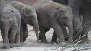 Baby elephant,Zoo Leipzig,leipzig 4k,Elefant,Elefant baby,zoo baby animals,elephant short video