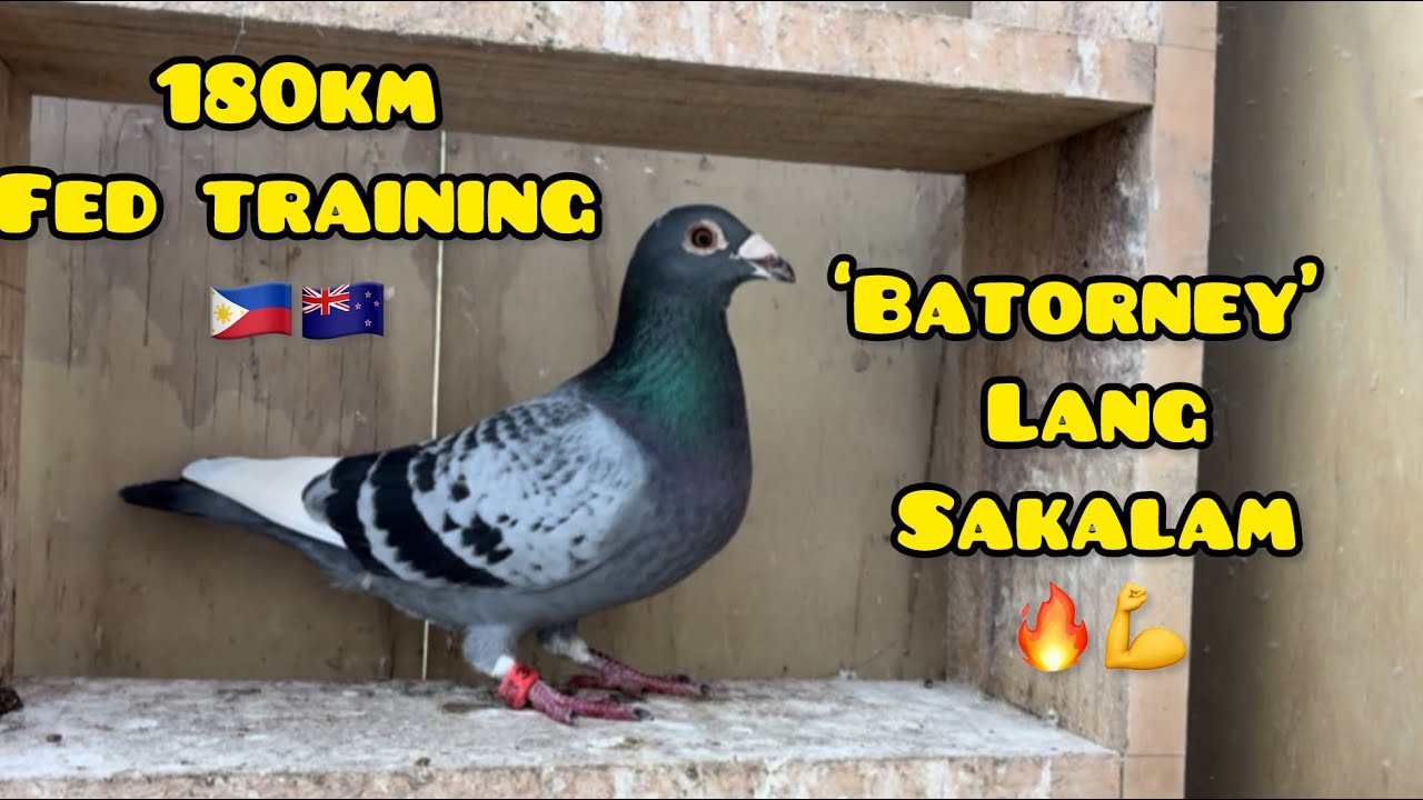 ANG BILIS NI ‘BATORNEY’🔥💪 FIRST RACE NA SUNOD NA KARGAHAN🙏👊🏆 