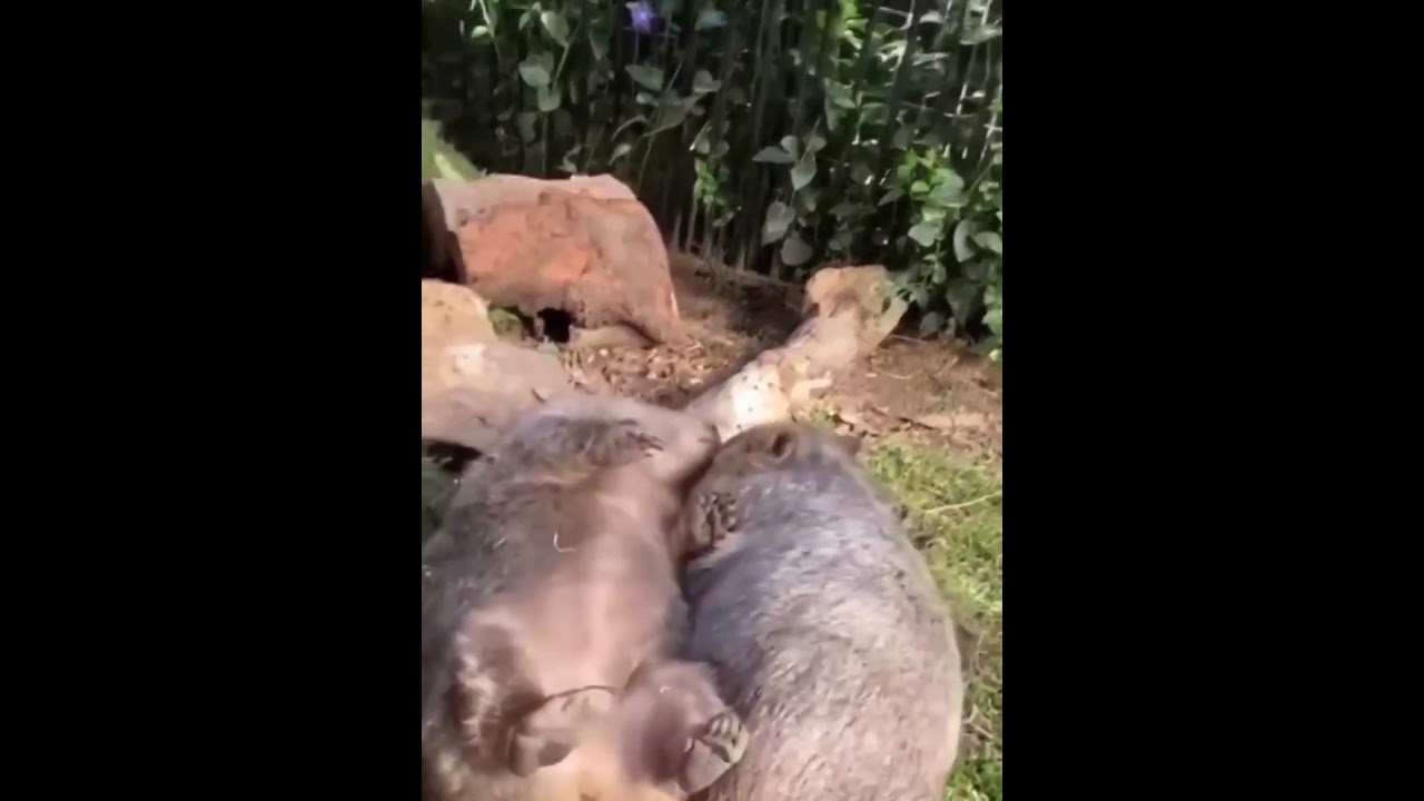 Вомбат: Животное с Пушистым Характером и Необычным Стилем Жизни