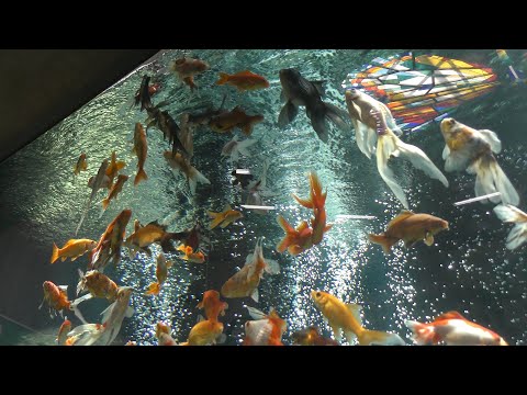 盃で泳ぐ金魚　大　ソメイヨシノ　置物 盃で泳ぐ金魚 大 ソメイヨシノ 置物 - メルカリ