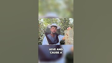 Avoid Squishing Bees: Expert Beekeeper