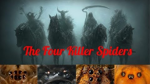 The Four Most Dangerous Spiders