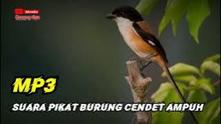 Suara pikat mp3 burung cendet ampuh 2023