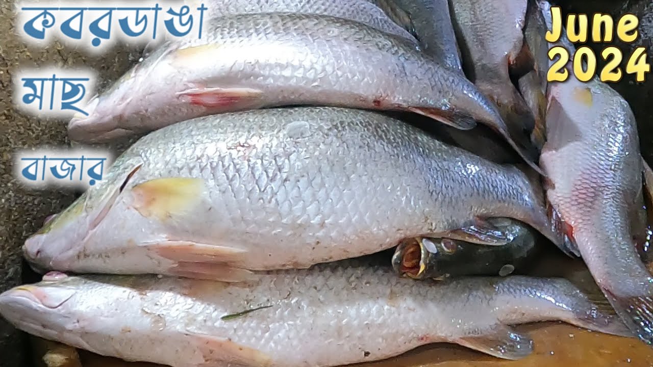 কবরডাঙা মাছের বাজার মূল্য জুন 2024 ||Kabardanga fish market contact number || Kolkata fish market