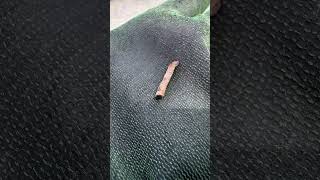 Little tiny #environmentalcleanup #metaldetecing