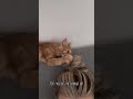 They‘re different 🐈🧡 #schnurrbert #kitten #redcat #kittenrescue #handicap #findelkind #fyp 