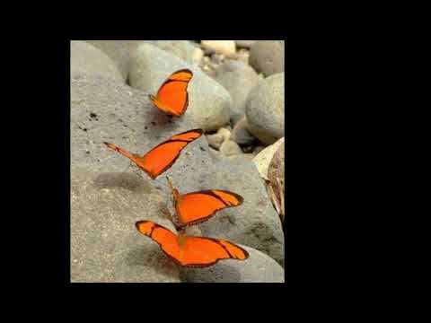 ლიკა მელთაური- ეს კაფე