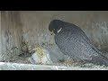 Great Spirit Bluff Falcon Cam ~ Two Eyasses Die; Michelle Grieves 5.23.17