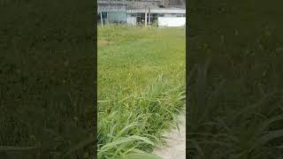 (Isola) con vegetazione🌱💐🌿a libero sviluppo che attenua (isola di calore🥵)💡👍✅️🌳..🌬
