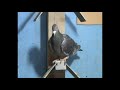 Racing Pigeons Breeder Mr Lupu Marin Buzau Romania reproduction pigeons 2020 June 3 part 1