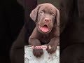one month vs one year old labrador