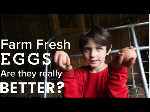 Video: Smakar burfria ägg bättre?