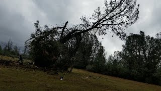 Digger pines can be a pain