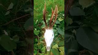 Bizarre roe buck trophy ,Abnorme rehbock trophäe ,Bizarre reeboktrofee #jacht #jachtseizoen #chasse