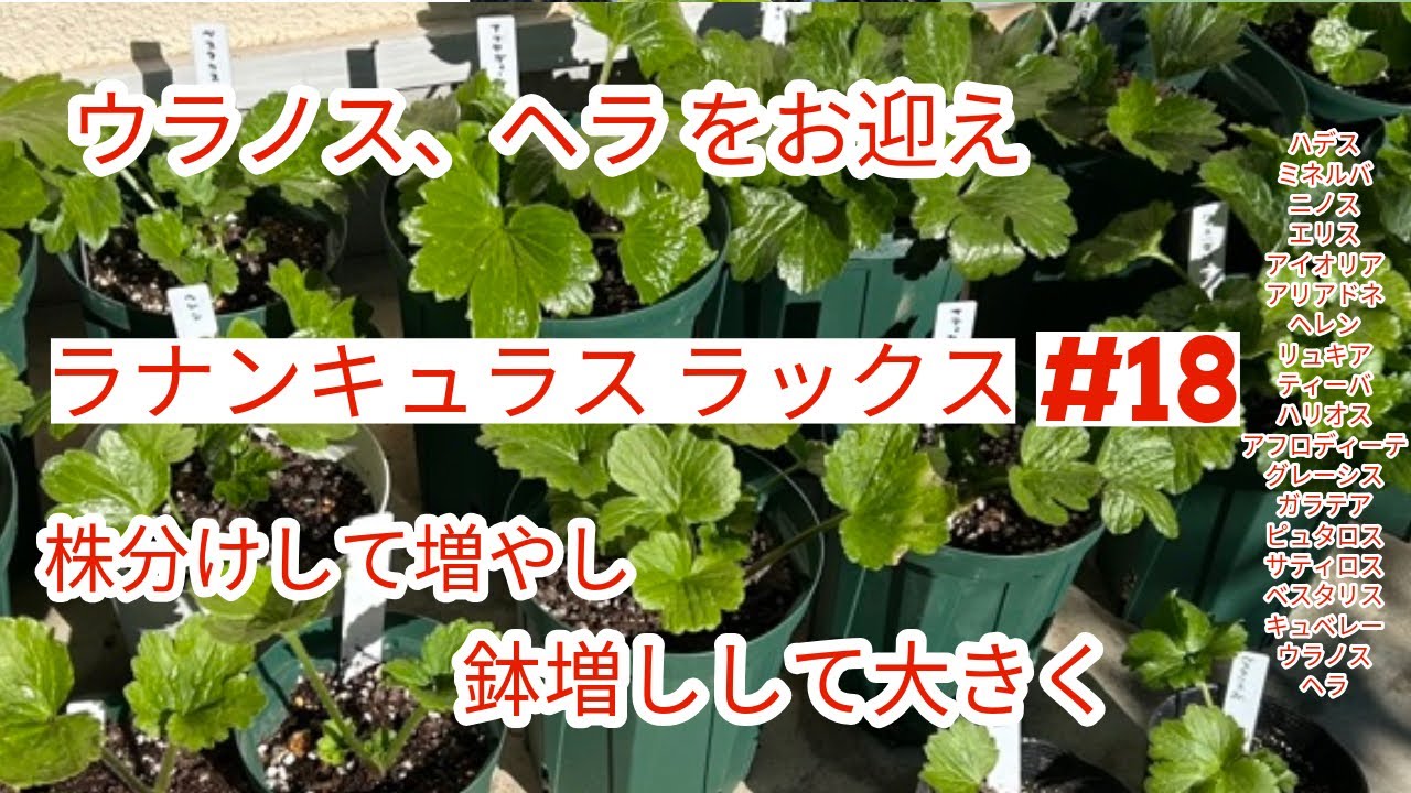 ラナンキュラスラックス】#18 ウラノス、ヘラが届く🌱株分け、鉢増しで