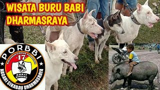 Wisata Buru Babi Bukit Mindawa 2021 Dharmasraya