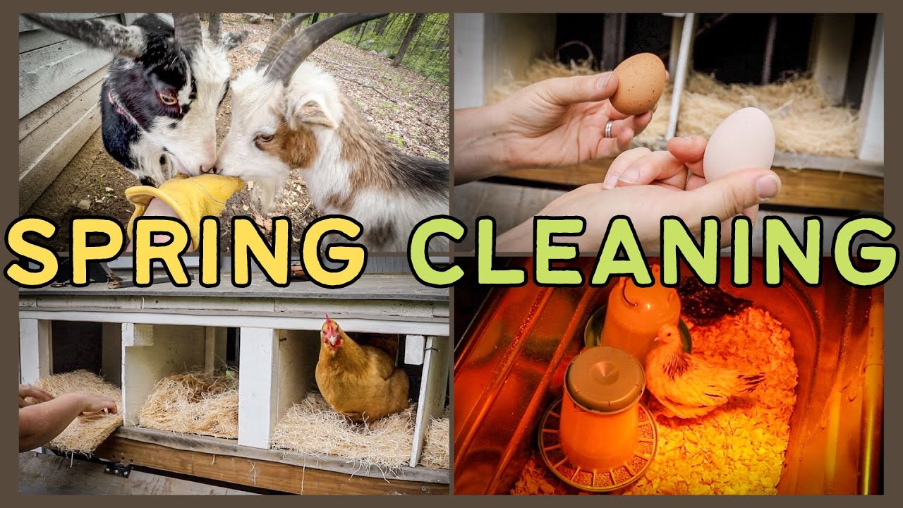 CLEANING DAY! 🧹 | Fully cleaning the chick brooder, chicken coop and ...