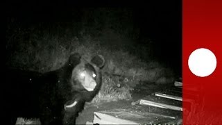 Bear burglar stealing honey caught on camera in China