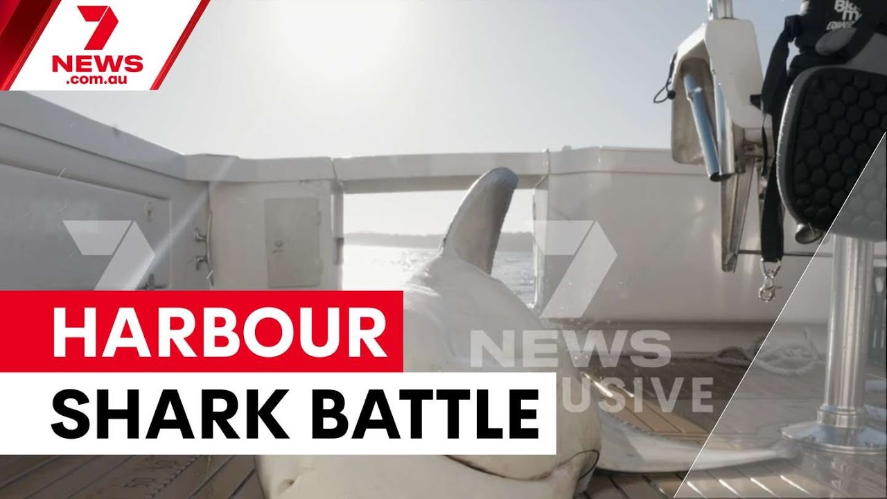 Bull shark caught in dramatic Sydney Harbour struggle | 7NEWS