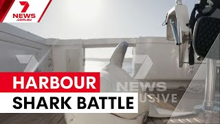 Bull Shark Caught In Dramatic Sydney Harbour Struggle 7News