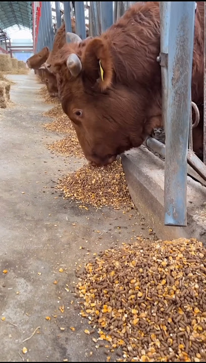 Cow farming in America