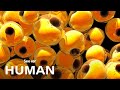 Understanding Fat: An Evolutionary Advantage