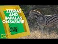 Wildlife and Ecosystem Dynamics