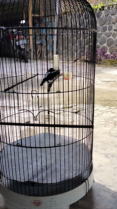 Konin isian cililin panjang