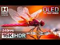Mind-Blowing 16K HDR 240 fps | Dolby Vision OLED Demo (For 8K/4K TV)
