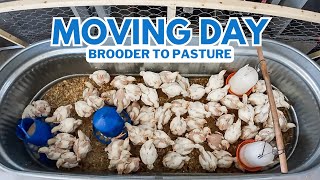 RAISING BROILER CHICKENS  | MOVING to the PASTURE