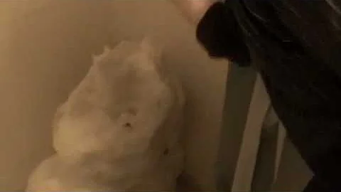 snowman prank in Niedfeldt