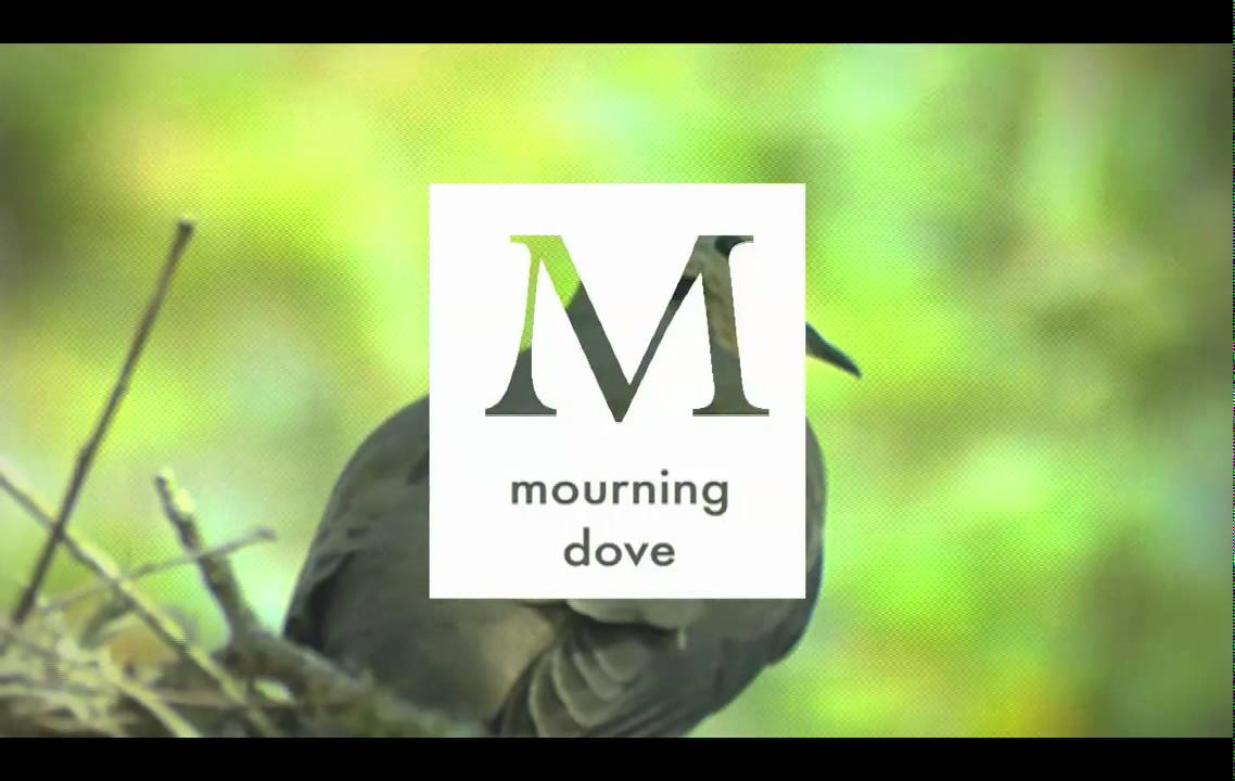 A-Z Birds 