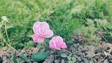 Amazing and beautiful nature intro video download free 5