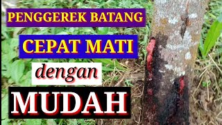 CARA MENGATASI PENGGEREK BATANG