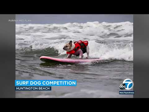 Dog wins Huntington Beach surf competition