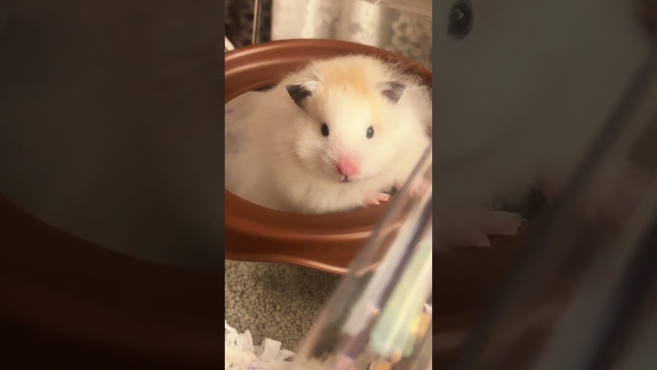 Baby What s wrong with you Like a chubby rabbit 