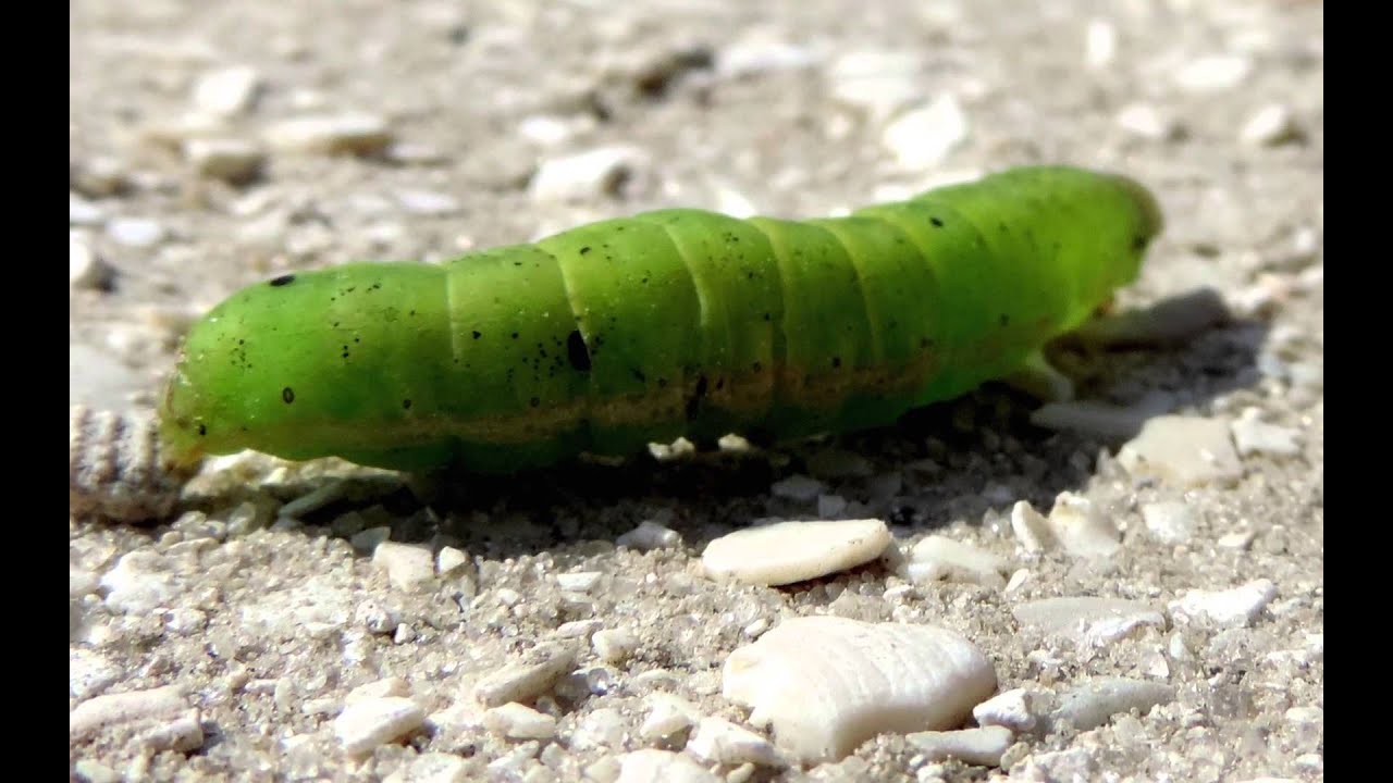 Viera Wetlands slideshow HD 1080p
