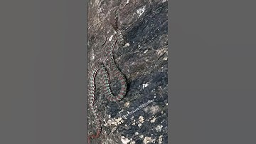 Rắn lục đốm nâu nằm trên tảng đá rất khó phát hiện | @thegioiran