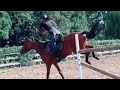 Equestrian tiktok compilation / part 5