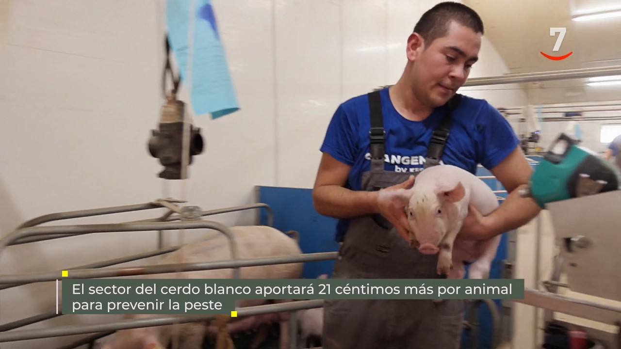 Flash El campo al día: El sector del cerdo blanco, 31 céntimos más por animal para prevenir la peste