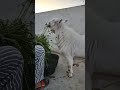 Teddy Bakra #teddygoats #teddybakra #breeder #bakraeid #cowmandi #goat #cow
