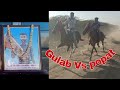 Kutch horse  gora daud nai nar patti gulab vs popat vs cobra r k jadeja i miss you february13