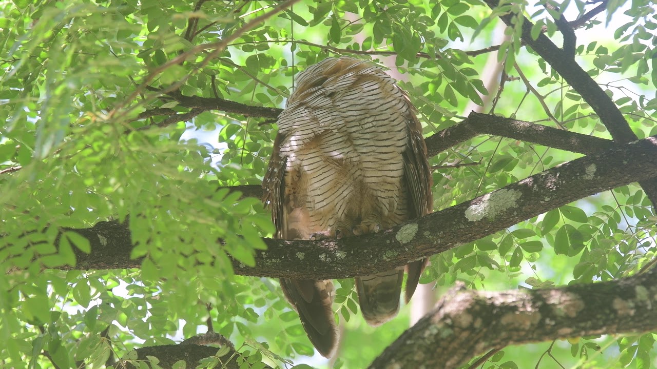 Spottedwood Owl sg 