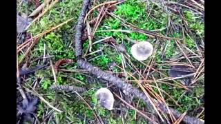 16 декабря Крым грибы  