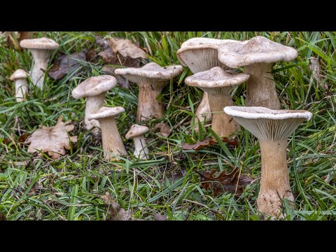 Video: Funghi autunnali. Agarico miele d'autunno - un pericoloso doppio (nome)